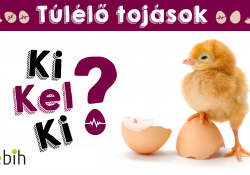 Te láttál már kiscsibéket kikelni a tojásból? Nem!? Akkor most megnézheted! Te láttál már kiscsibéket kikelni a tojásból? Nem!? Akkor most megnézheted!
