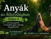 Anyák napja és Liza, a csimpánz születésnapja a Pécs Zoo-ban