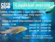 Cápákkal merülő - Varázslatos vízivilág a PécsZoo-ban