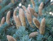 Kilátóról kilátóra túra - Fedezd fel velünk a Közép-Mecsek csúcsit