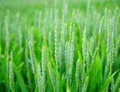 Luca nap a Katica Tanyán