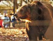 Medve-nap a Pécsi Állatkertben