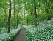 Medvehagymás Tubes túra