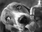 Szomjas kutya - élményrajzolás Pécsen