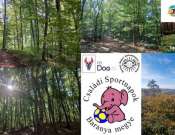 Tavaszi kutyagolás - kutyás túra a Mecsekben