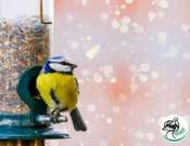 Téli madárgyűrűzés Tüskésréten