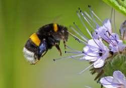 Robotméhektől a mézmúzeumig - nagy hírek az aprók világából