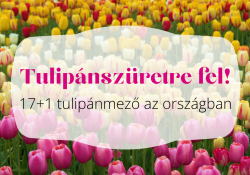 Tulipánszüretre fel! 17+1 lenyűgöző tulipánmező az országban