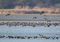 Tatai Vadlúd Sokadalom Tatai Vadlúd Sokadalom