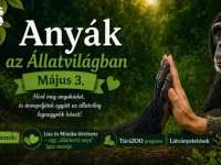 Anyák napja és Liza, a csimpánz születésnapja a Pécs Zoo-ban