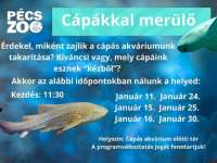 Cápákkal merülő - Varázslatos vízivilág a PécsZoo-ban