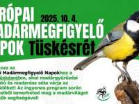 Európai Madármegfigyelő Napok Tüskésréten