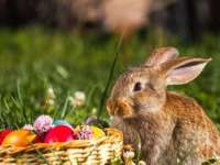 Húsvét és szüneti tavaszváró napok a Katica Tanyán - Hosszított nyitvatartás!