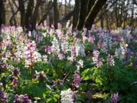 Ébredező természet: Kilátóról kilátóra túra a Mecsekben