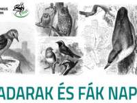 Madarak és Fák Napja - családi délután a Janus Pannonius Múzeumban