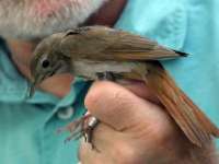 Madarak és Fák Napja az Ős-Dráva Látogatóközpontban