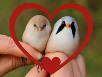 Valentin napi madárrandi Tüskésréten