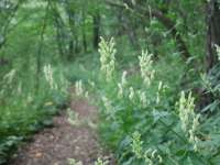 Májusi Mandulás és Meseerdő túra a Mecsekben