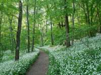 Medvehagymás Tubes túra Medvehagymás Tubes túra