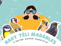 Február végéig tart a Nagy Téli Madárles
