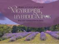 Nagybudméri levendula napok