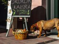 Téged is vár a szeptemberi ÖkoKör Kamra csoportvezető képzés Téged is vár a szeptemberi ÖkoKör Kamra csoportvezető képzés