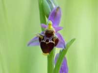 Orchideák nyomában - séta a Pintér-kert Arborétumban