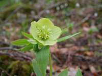 Téltemető Mandulás és Meseerdő túra a Mecsekben