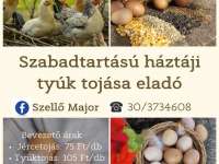 Szabadtartású háztáji tyúktojás a Szellő Majorból