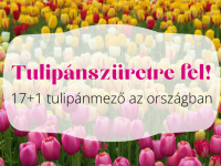 Tulipánszüretre fel! 17+1 lenyűgöző tulipánmező az országban