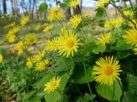 Vadvirágos Kantavár túra