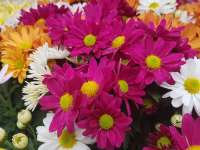 Tavaszi virágvásár: újra különleges növényekkel telik meg a Kossuth tér