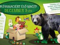 Plüssmaciért élő macit! - a Pécsi Állatkertben Plüssmaciért élő macit! - a Pécsi Állatkertben